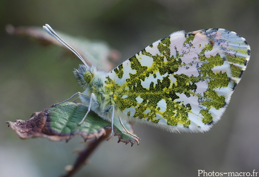 Anthocharis cardamines